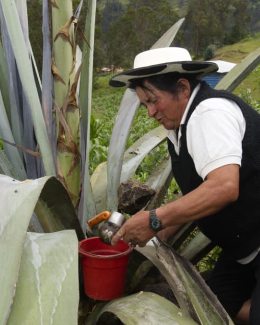 A Saraguro man harvests sap from the heart of an agave cactus